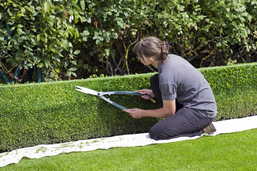 A homeowner prunes a garden hedge as part of her spring home maintenance